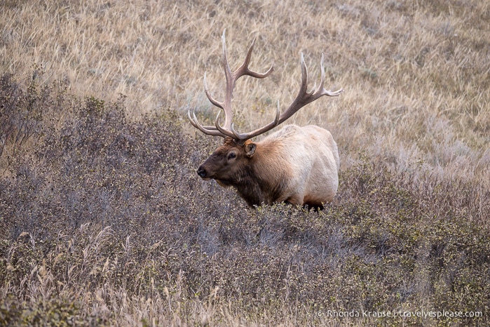 travelyesplease.com | Wildlife in Jasper National Park- Photos and Tips for Viewing Jasper Wildlife