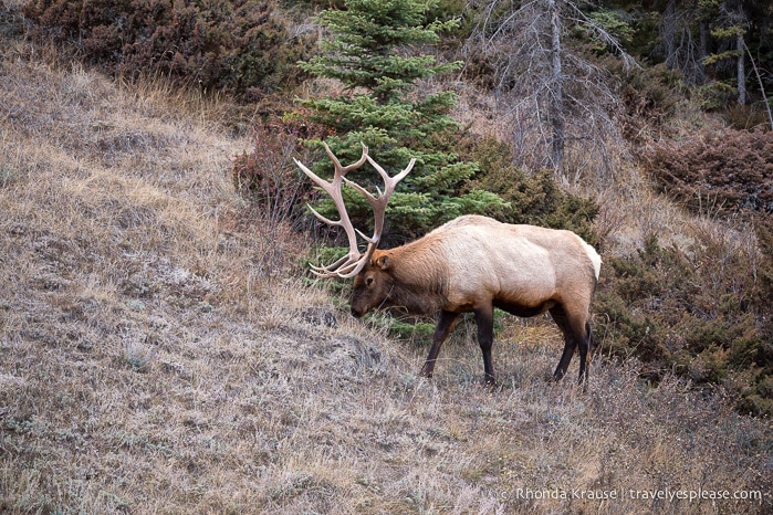 travelyesplease.com | Wildlife in Jasper National Park- Photos and Tips for Viewing Jasper Wildlife