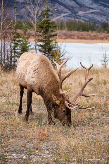 travelyesplease.com | Wildlife in Jasper National Park- Photos and Tips for Viewing Jasper Wildlife