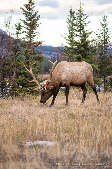 travelyesplease.com | Wildlife in Jasper National Park- Photos and Tips for Viewing Jasper Wildlife