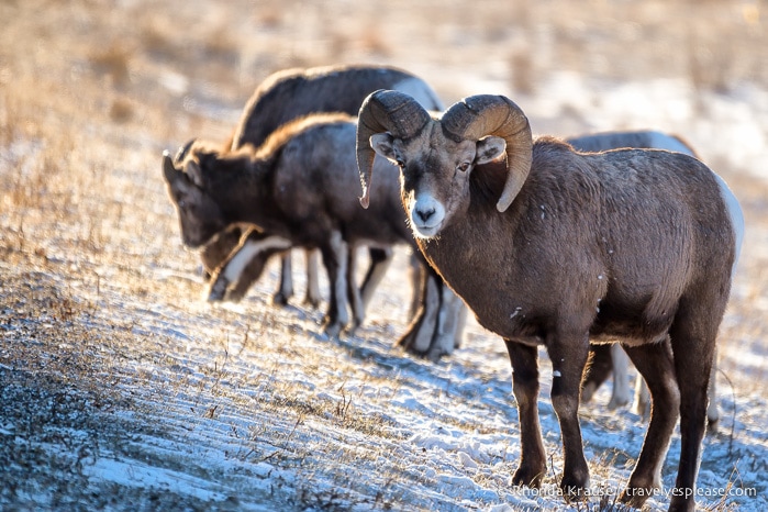 travelyesplease.com | Wildlife in Jasper National Park- Photos and Tips for Viewing Jasper Wildlife