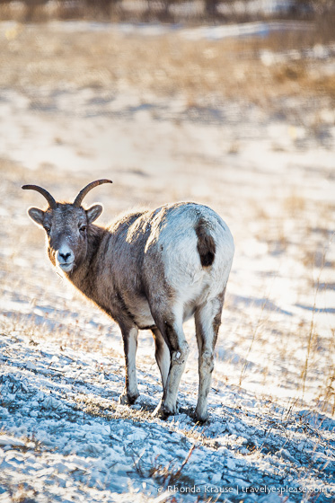 travelyesplease.com | Wildlife in Jasper National Park- Photos and Tips for Viewing Jasper Wildlife