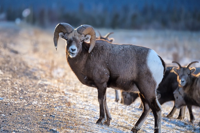 travelyesplease.com | Wildlife in Jasper National Park- Photos and Tips for Viewing Jasper Wildlife