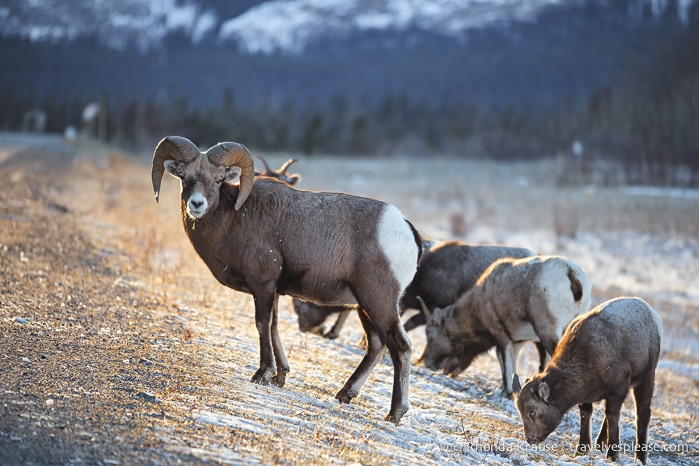 travelyesplease.com | Wildlife in Jasper National Park- Photos and Tips for Viewing Jasper Wildlife