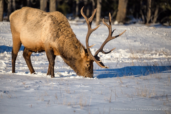 travelyesplease.com | Wildlife in Jasper National Park- Photos and Tips for Viewing Jasper Wildlife