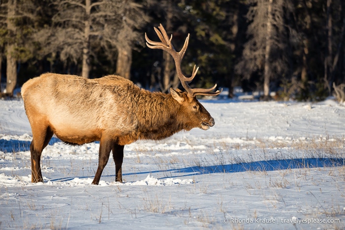 travelyesplease.com | Wildlife in Jasper National Park- Photos and Tips for Viewing Jasper Wildlife