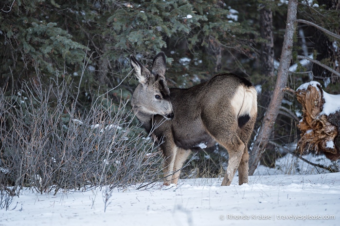 travelyesplease.com | Wildlife in Jasper National Park- Photos and Tips for Viewing Jasper Wildlife