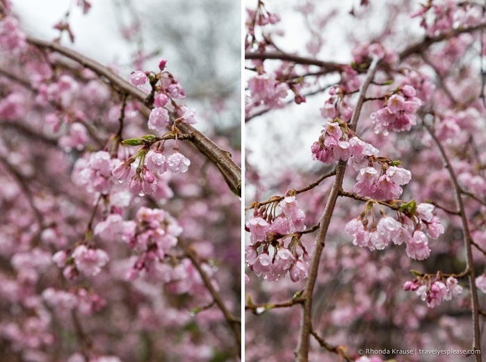 travelyesplease.com | Yoshino- Cherry Blossoms and a Whole Lot More!