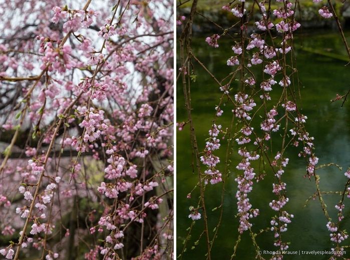 travelyesplease.com | Yoshino- Cherry Blossoms and a Whole Lot More!