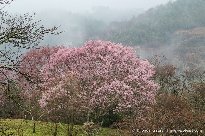 travelyesplease.com | Yoshino- Cherry Blossoms and a Whole Lot More!