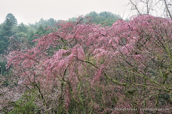 travelyesplease.com | Yoshino- Cherry Blossoms and a Whole Lot More!