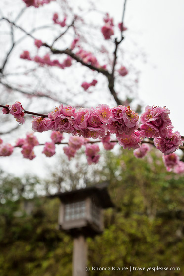 travelyesplease.com | Yoshino- Cherry Blossoms and a Whole Lot More!