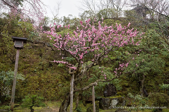 travelyesplease.com | Yoshino- Cherry Blossoms and a Whole Lot More!