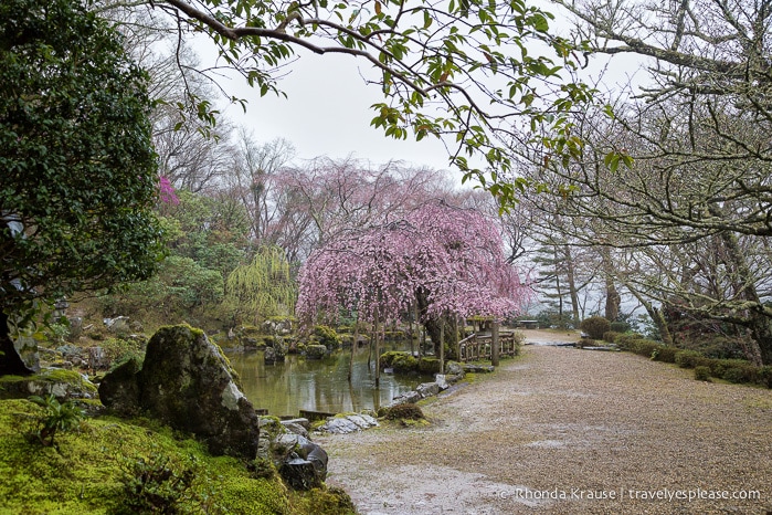 travelyesplease.com | Yoshino- Cherry Blossoms and a Whole Lot More!