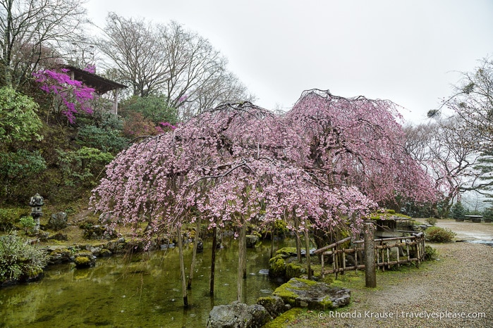 travelyesplease.com | Yoshino- Cherry Blossoms and a Whole Lot More!