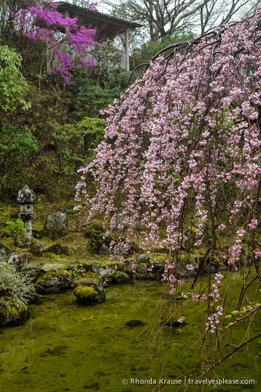 travelyesplease.com | Yoshino- Cherry Blossoms and a Whole Lot More!