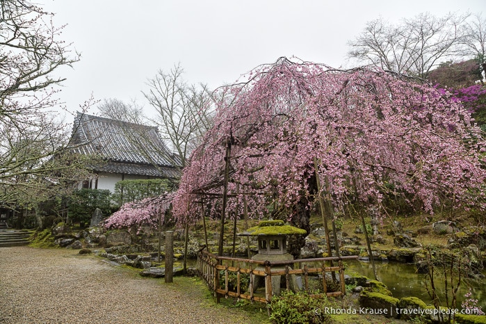 travelyesplease.com | Yoshino- Cherry Blossoms and a Whole Lot More!