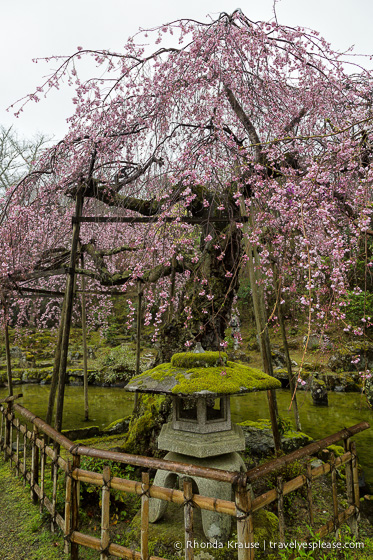 travelyesplease.com | Yoshino- Cherry Blossoms and a Whole Lot More!