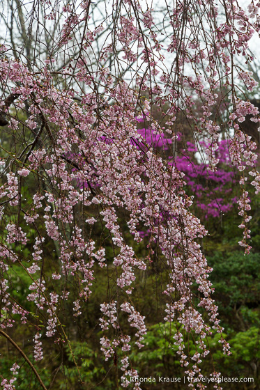 travelyesplease.com | Yoshino- Cherry Blossoms and a Whole Lot More!