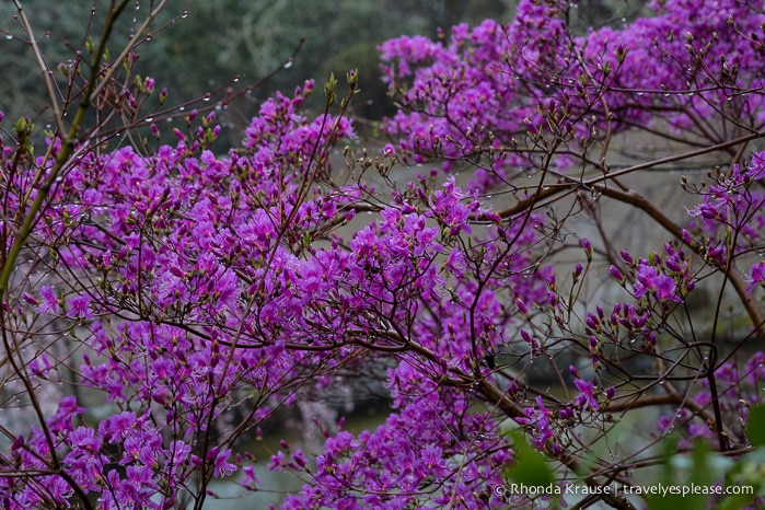 travelyesplease.com | Yoshino- Cherry Blossoms and a Whole Lot More!