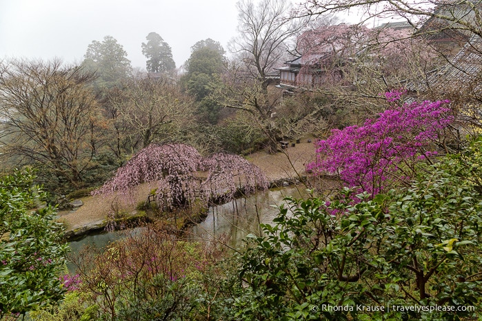 travelyesplease.com | Yoshino- Cherry Blossoms and a Whole Lot More!