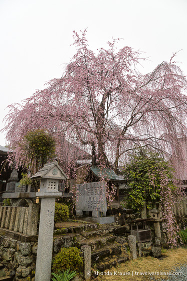 travelyesplease.com | Yoshino- Cherry Blossoms and a Whole Lot More!