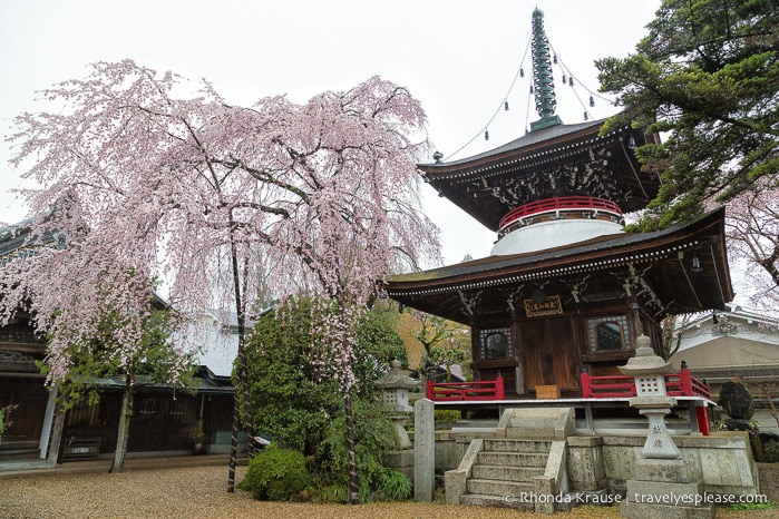 travelyesplease.com | Yoshino- Cherry Blossoms and a Whole Lot More!