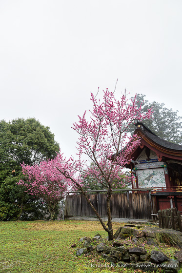 travelyesplease.com | Yoshino- Cherry Blossoms and a Whole Lot More!