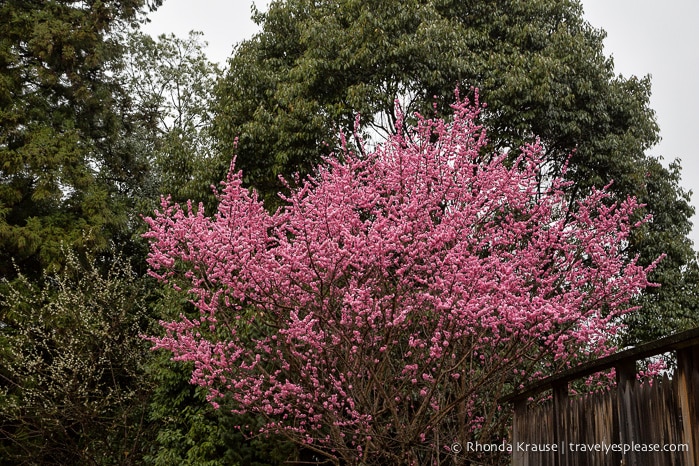 travelyesplease.com | Yoshino- Cherry Blossoms and a Whole Lot More!