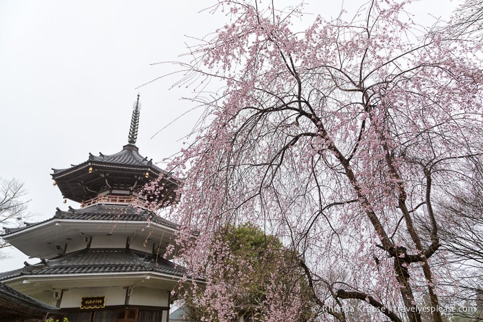 travelyesplease.com | Yoshino- Cherry Blossoms and a Whole Lot More!