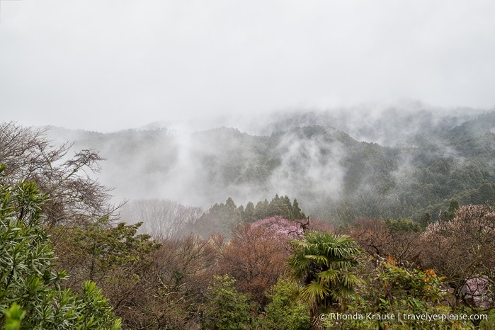 travelyesplease.com | Yoshino- Cherry Blossoms and a Whole Lot More!