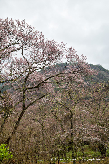 travelyesplease.com | Yoshino- Cherry Blossoms and a Whole Lot More!