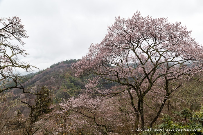 travelyesplease.com | Yoshino- Cherry Blossoms and a Whole Lot More!