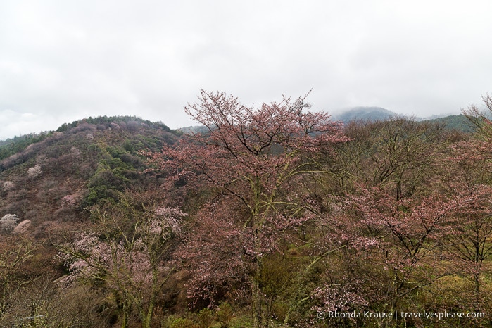 travelyesplease.com | Yoshino- Cherry Blossoms and a Whole Lot More!