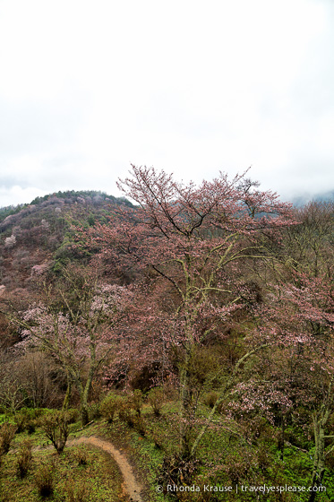 travelyesplease.com | Yoshino- Cherry Blossoms and a Whole Lot More!