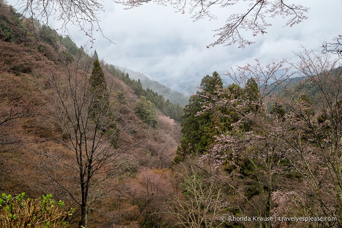 Yoshino- Cherry Blossoms and a Whole Lot More!