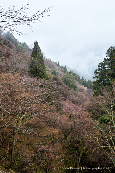 travelyesplease.com | Yoshino- Cherry Blossoms and a Whole Lot More!