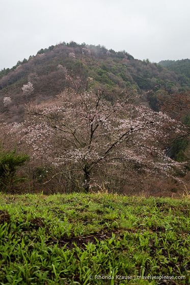 travelyesplease.com | Yoshino- Cherry Blossoms and a Whole Lot More!