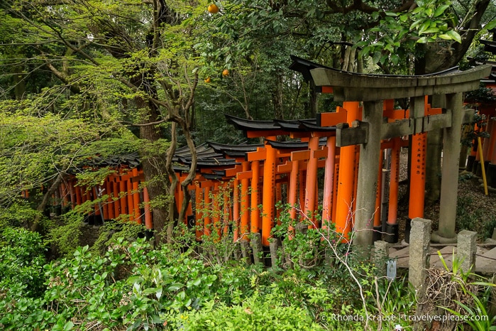 travelyesplease.com | Fushimi Inari Shrine- A Mountain Path Like No Other