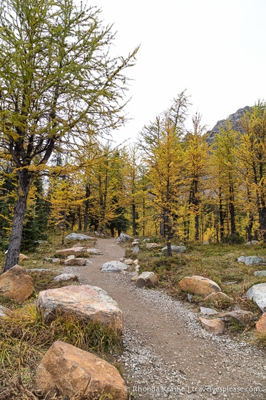 travelyesplease.com | Larch Valley Hike- Lake Louise, Banff National Park