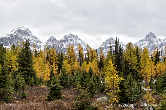 travelyesplease.com | Larch Valley Hike- Lake Louise, Banff National Park