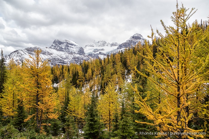 travelyesplease.com | Larch Valley Hike- Lake Louise, Banff National Park