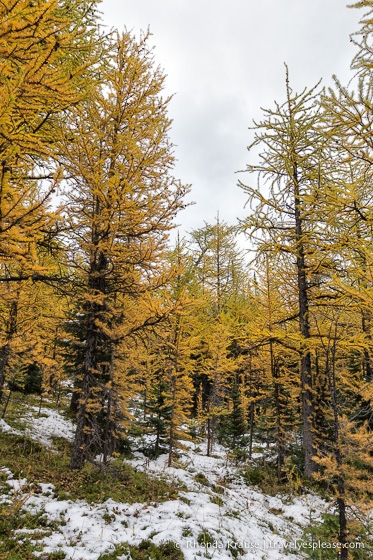 travelyesplease.com | Larch Valley Hike- Lake Louise, Banff National Park