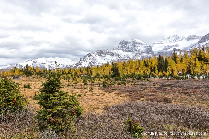 travelyesplease.com | Larch Valley Hike- Lake Louise, Banff National Park