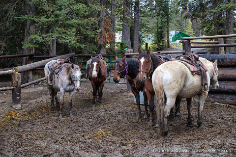 travelyesplease.com | Horseback Riding in Lake Louise- Brewster Stables
