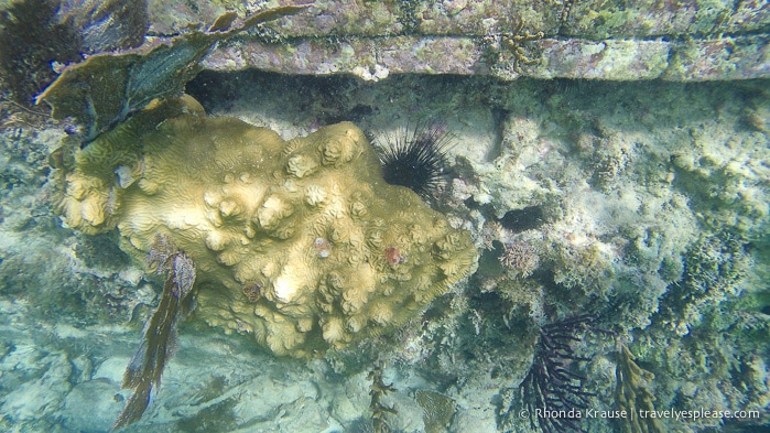 Snorkeling at Dry Tortugas National Park.