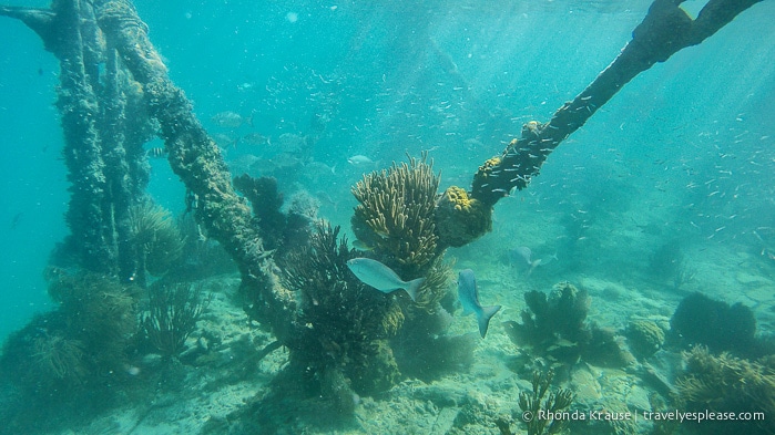 Snorkeling at Dry Tortugas National Park. 