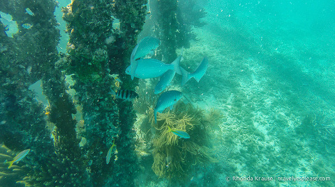 Snorkeling at Dry Tortugas National Park.