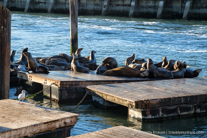 travelyesplease.com | How to Spend a 10-hour Layover in San Francisco