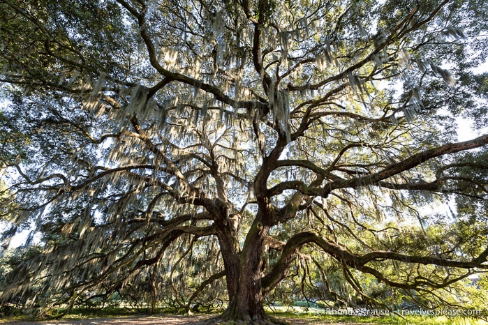 Photo of the Week: Majestic Oak- Savannah, Georgia